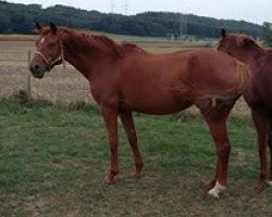 broodmare Davina (Hanoverian, 1997, from Davignon I)