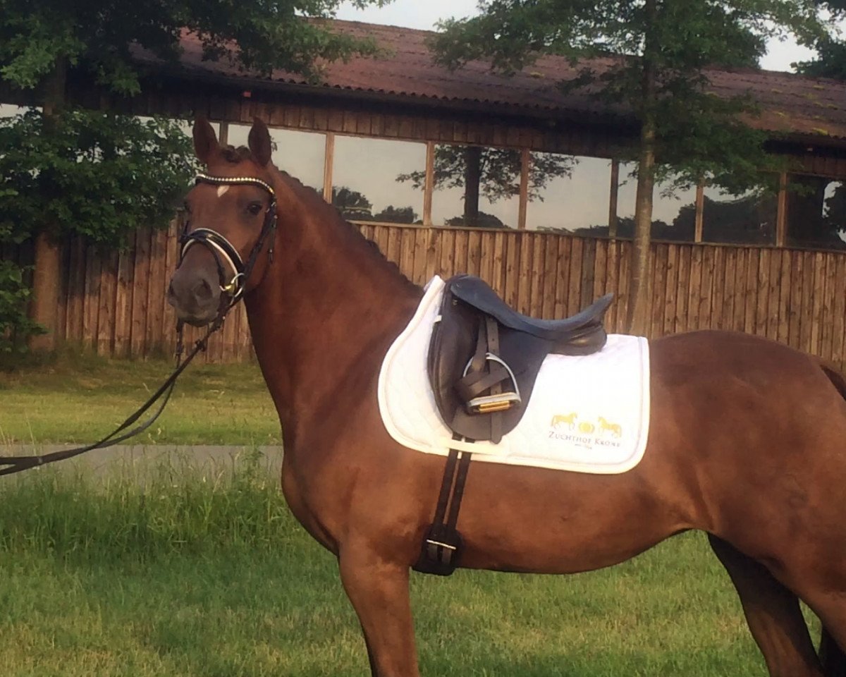 broodmare Rubyred Tabaluga (German Riding Pony, 2012, from Duncan 86)