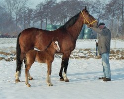 Zuchtstute Dorina C (Hannoveraner, 1995, von Don Primero)