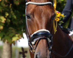 dressage horse De La Sol (Hanoverian, 2002, from Don Frederico)