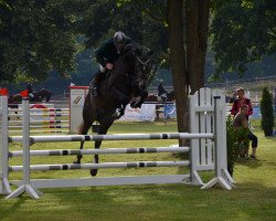 Springpferd Con Cantonius ZL (Deutsches Reitpferd, 2010, von Cancoon)