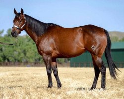 horse JL Danika (Quarter Horse, 2012, from Red xx)