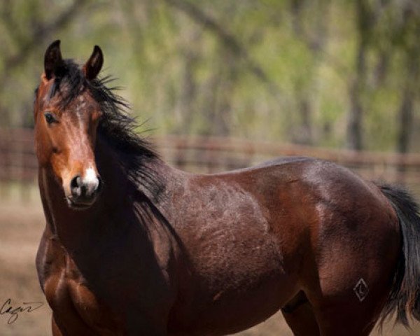 Pferd JL Red Replica (Quarter Horse, 2011, von Red xx)