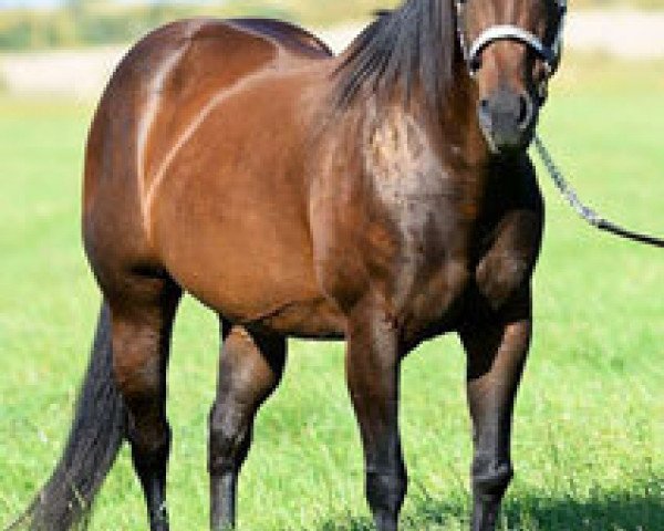 Zuchtstute Sheza Blu Bandit (Quarter Horse, 1996, von Band Of Azure)