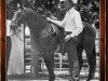 stallion Docs Oak (Quarter Horse, 1973, from Doc Bar)
