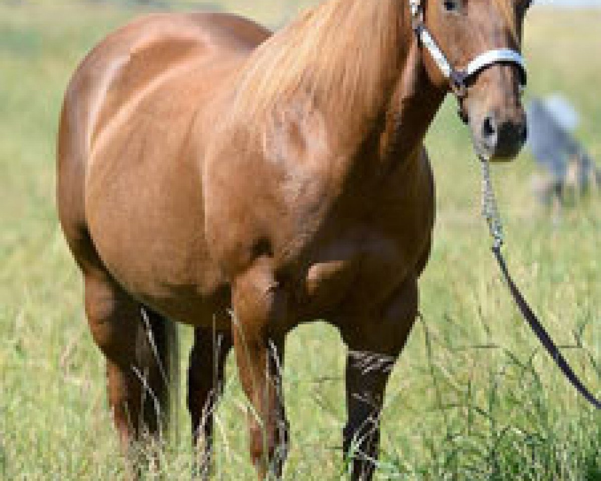 Zuchtstute This Oaks No Joke (Quarter Horse, 2001, von Docs Oak)