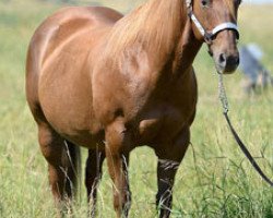 broodmare This Oaks No Joke (Quarter Horse, 2001, from Docs Oak)