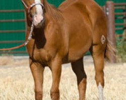 horse JL Rocthespaniard (Quarter Horse,  , from JL Sirocco)