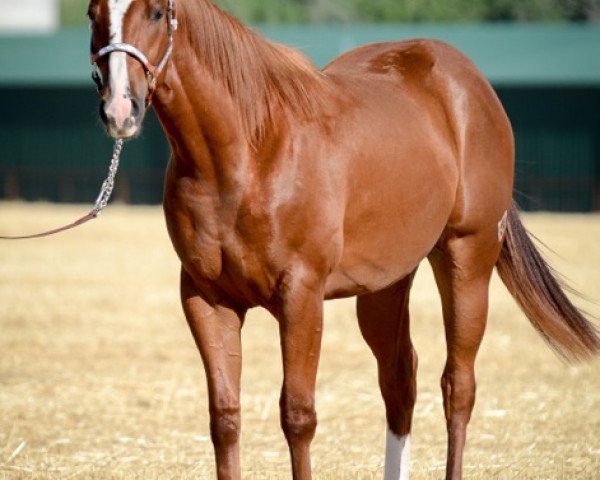 Pferd JL Rocn Rover (Quarter Horse, 2013, von JL Sirocco)