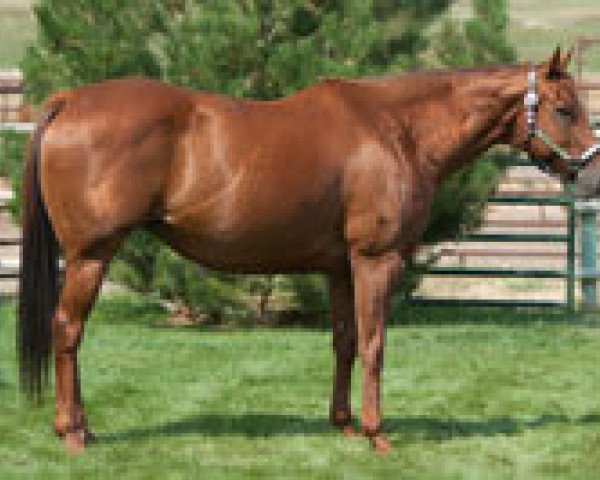 Zuchtstute Red Macarena (Quarter Horse, 2003, von Red xx)