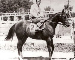 stallion Doc's Jack Frost (Quarter Horse, 1968, from Doc Bar)