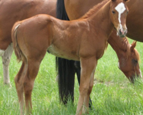 horse JL Solay (Quarter Horse, 2008, from Frenchmans Guy)