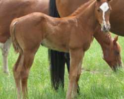 horse JL Solay (Quarter Horse, 2008, from Frenchmans Guy)