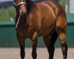 horse JL Saturn (Quarter Horse, 2011, from Red xx)