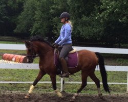 Zuchtstute Doreen (Deutsches Reitpony, 2008, von Hilkens Black Delight)