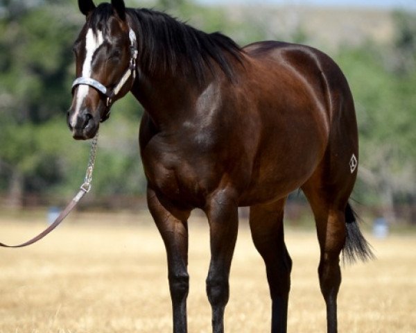 Pferd JL Seraphina (Quarter Horse, 2013, von Dash Ta Fame)