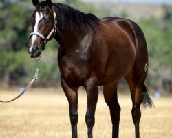 horse JL Seraphina (Quarter Horse, 2013, from Dash Ta Fame)