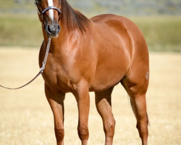 horse JL Sienna (Quarter Horse, 2013, from Dash Ta Fame)