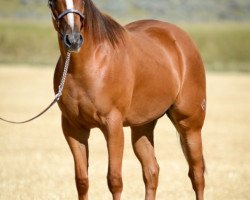 Pferd JL Sienna (Quarter Horse, 2013, von Dash Ta Fame)