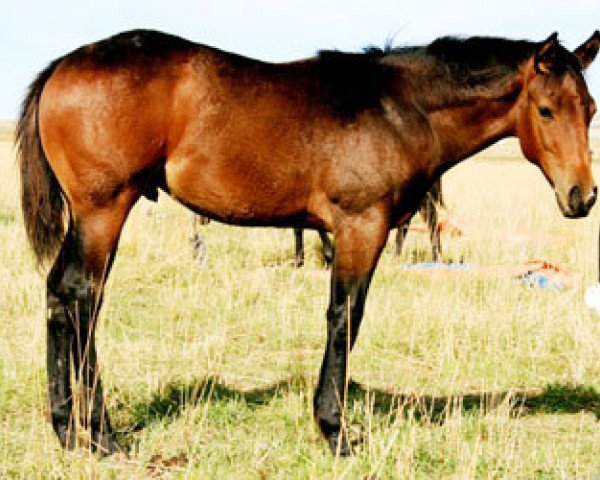 Pferd JL Staccato (Quarter Horse, 2010, von Dash Ta Fame)