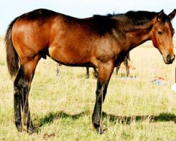 Pferd JL Staccato (Quarter Horse, 2010, von Dash Ta Fame)