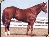 stallion Special Effort (Quarter Horse, 1979, from Raise Your Glass xx)