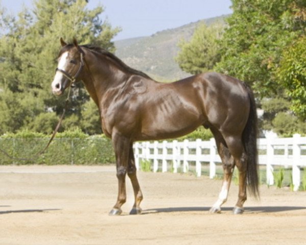 stallion Dash Ta Fame (Quarter Horse, 1989, from First Down Dash)