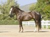 Deckhengst Dash Ta Fame (Quarter Horse, 1989, von First Down Dash)