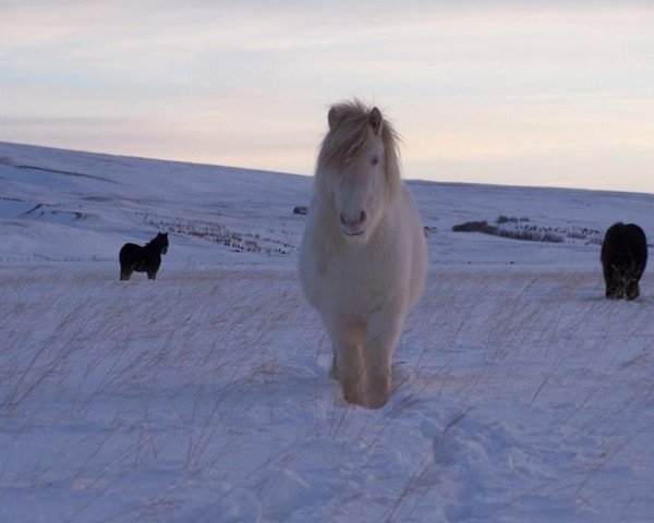 broodmare Morgundögg frá Syðra-Kolugili (Iceland Horse, 2013, from Dagfari frá Sauðárkróki)