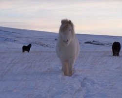 Zuchtstute Morgundögg frá Syðra-Kolugili (Islandpferd, 2013, von Dagfari frá Sauðárkróki)