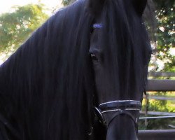 broodmare akkie (Friese, 2000, from Krist 358)