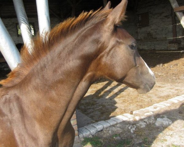 dressage horse Rosenfee (Hanoverian, 2015, from Royal Blend)