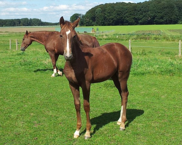 broodmare Dana (Westphalian, 2015, from Dantano)