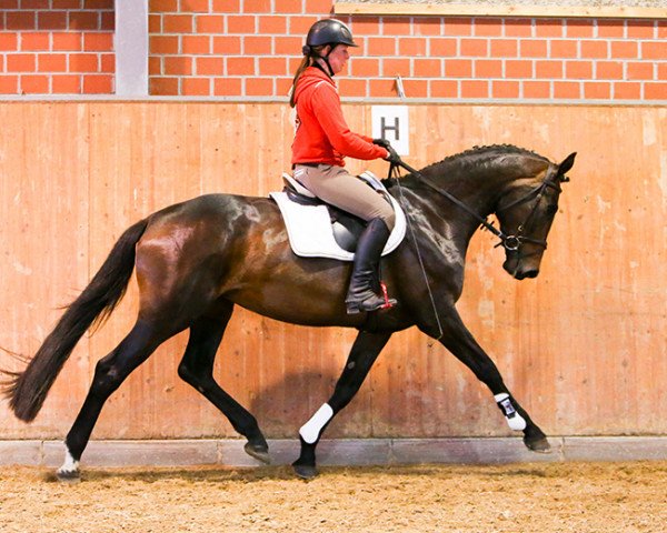 Pferd Dolce Vita (Mecklenburger, 2011, von D'Olympic)