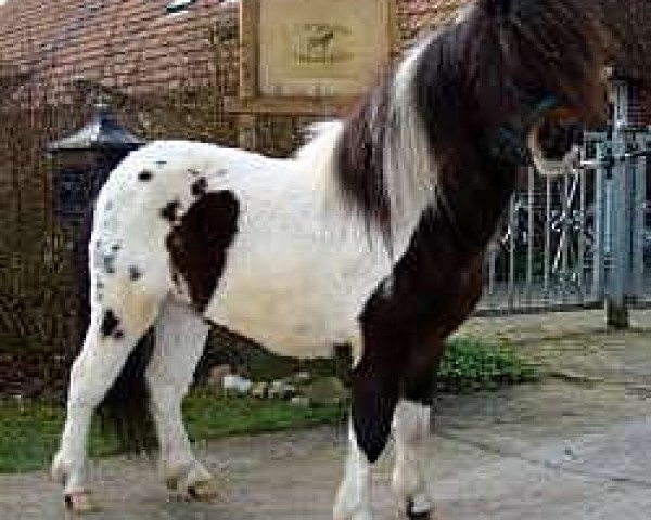 stallion Sniederfehns Orell (Dt.Part-bred Shetland pony, 2005, from Silbersee's Opal)