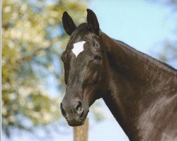 broodmare Deli Andschana (Württemberger, 2001, from Disco-Tänzer)