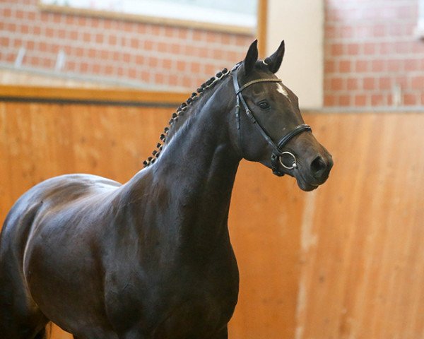 horse Bruni H (Mecklenburg, 2009, from Brioni)