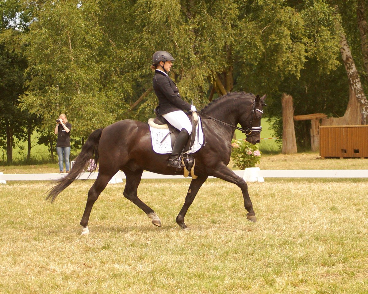 Dressurpferd Ballantines 33 (Deutsches Reitpony, 2010, von Boyfriend)