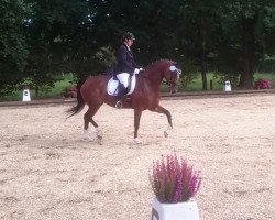 dressage horse Fibiana 2 (KWPN (Royal Dutch Sporthorse), 2010, from Adamo)