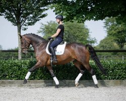 dressage horse Insterlord V (Westphalian, 2010, from Instertanz V 241 FIN)