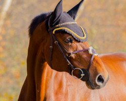 jumper Lando 335 (KWPN (Royal Dutch Sporthorse), 2005, from Leeroy 25)