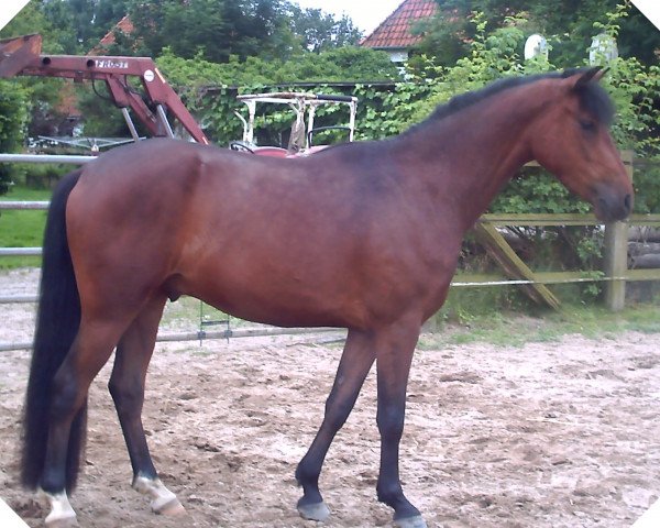 dressage horse Benni Benito L (German Riding Pony, 2004, from Benetton S)