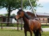 dressage horse Fee 900 (German Riding Pony, 2003, from Bernhard)