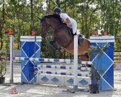 stallion Maiky Magic (Hanoverian, 2011, from Mighty Magic)