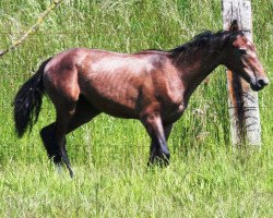 stallion Hengst von Casino x Perpignon (Hanoverian, 2014, from Casino)