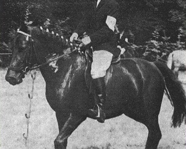 horse Meadend Fable (New Forest Pony, 1959, from Slipper)