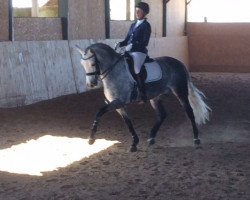 dressage horse Vollmond 6 (German Riding Pony, 2005, from Veivel R)