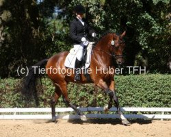 dressage horse Johnnie (Oldenburg, 2007, from Glock's Johnson Tn)