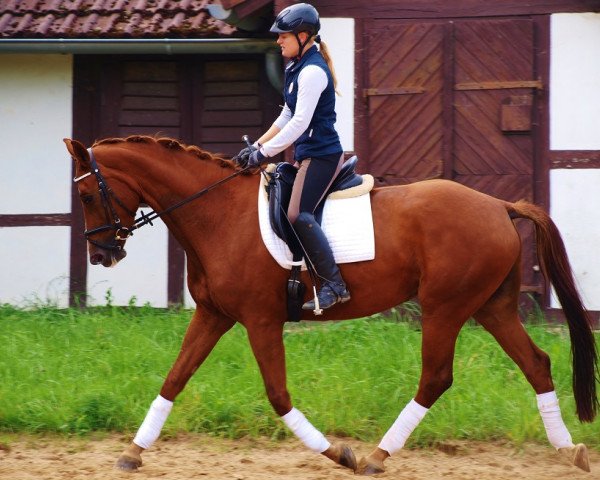 broodmare Red Rose (Westphalian, 2011, from Stoiber SN)