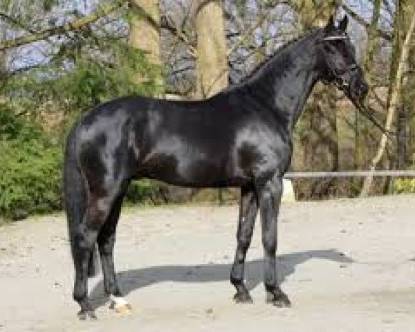 stallion Galaxis (Hanoverian, 2010, from Goldfever II)